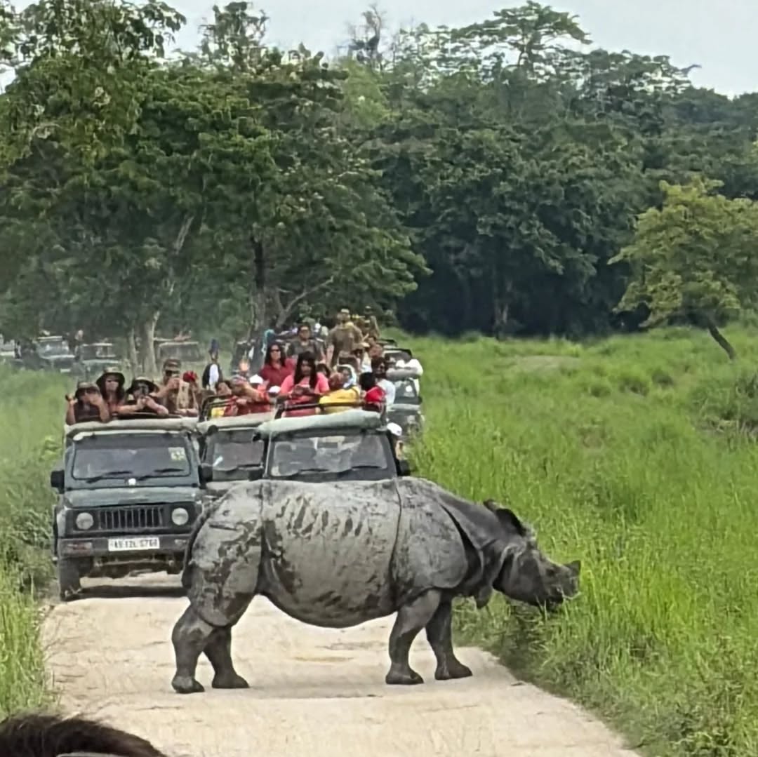 Kaziranga National Park wildlife landscape