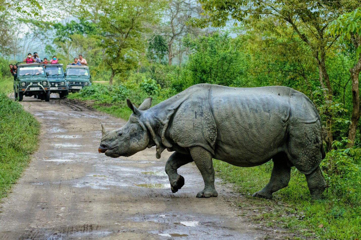 Kaziranga safari slide 1