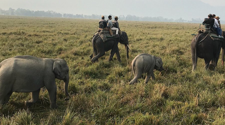 Kaziranga safari slide 4